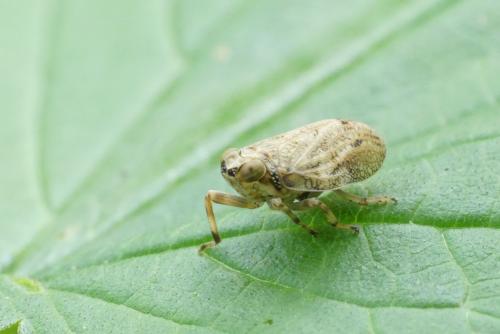 Issus coleoptratus